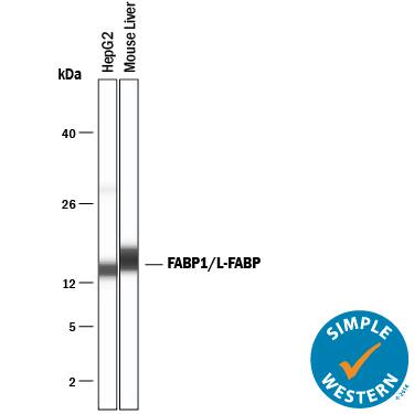 Simple Western lane view shows lysates of HepG2 human hepatocellular carcinoma cell line and mouse liver tissue, loaded at 0.2 mg/mL. A specific band was detected for FABP1/L‑FABP at approximately 14-16 kDa (as indicated) using 5 µg/mL of Mouse Anti-Human/Mouse/Rat FABP1/L‑FABP Monoclonal Antibody (Catalog # MAB29641) . This experiment was conducted under reducing conditions and using the 12-230 kDa separation system.