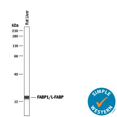 Simple Western lane view shows lysates of rat liver tissue, loaded at 0.2 mg/mL. A specific band was detected for FABP1/L‑FABP at approximately 16 kDa (as indicated) using 10 µg/mL of Mouse Anti-Human/Rat FABP1/L‑FABP Monoclonal Antibody (Catalog # MAB29643) . This experiment was conducted under reducing conditions and using the 12-230 kDa separation system.
