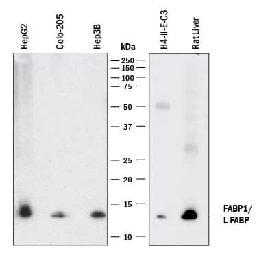 Western blot shows lysates of HepG2 human hepatocellular carcinoma cell line, COLO 205 human colorectal adenocarcinoma cell line, Hep3B human hepatocellular carcinoma cell line, H4-II-E-C3 rat hepatoma cell line, and rat liver tissue. PVDF membrane was probed with 1 µg/mL of Mouse Anti-Human/Rat FABP1/L-FABP Monoclonal Antibody (Catalog # MAB29643) followed by HRP-conjugated Anti-Mouse IgG Secondary Antibody (Catalog # HAF018). A specific band was detected for FABP1/L-FABP at approximately 14 kDa (as indicated). This experiment was conducted under reducing conditions and using Immunoblot Buffer Group 1.