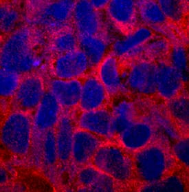 FABP1/L-FABP was detected in immersion fixed human induced pluripotent stem (iPS) cells differentiated to hepatocytes using Mouse Anti-Human FABP1/L-FABP Monoclonal Antibody (Catalog # MAB29644) at 2 µg/mL for 3 hours at room temperature. Cells were stained using the NorthernLights™ 557-conjugated Anti-Mouse IgG Secondary Antibody (red; Catalog # NL007) and counterstained with DAPI (blue). Specific staining was localized to cytoplasm. View our protocol for Fluorescent ICC Staining of Stem Cells on Coverslips.