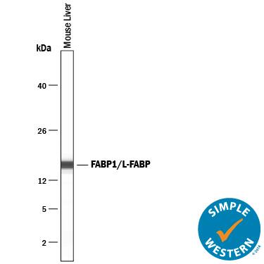 Simple Western lane view shows lysates of mouse liver tissue, loaded at 0.2 mg/mL. A specific band was detected for FABP1/L‑FABP at approximately 16 kDa (as indicated) using 5 µg/mL of Mouse Anti-Human/Mouse/Rat FABP1/ L‑FABP Monoclonal Antibody (Catalog # MAB2964) . This experiment was conducted under reducing conditions and using the 12-230 kDa separation system.