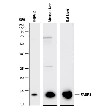 Western blot shows lysates of HepG2 human hepatocellular carcinoma cell line, mouse liver tissue, and rat liver tissue. PVDF membrane was probed with 0.25 µg/mL of Mouse Anti-Human/Mouse/Rat FABP1/ L-FABP Monoclonal Antibody (Catalog # MAB2964) followed by HRP-conjugated Anti-Mouse IgG Secondary Antibody (Catalog # HAF018). A specific band was detected for FABP1/L-FABP at approximately 14 kDa (as indicated). This experiment was conducted under reducing conditions and using Immunoblot Buffer Group 1.