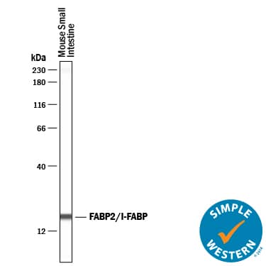 Simple Western lane view shows lysates of mouse small intestine tissue, loaded at 0.2 mg/mL. A specific band was detected for FABP2/I-FABP at approximately 18 kDa (as indicated) using 20 µg/mL of Goat Anti-Mouse/Rat FABP2/I-FABP Antigen Affinity-purified Polyclonal Antibody (Catalog # AF1486) followed by 1:50 dilution of HRP-conjugated Anti-Goat IgG Secondary Antibody (Catalog # HAF019). This experiment was conducted under reducing conditions and using the 12-230 kDa separation system.