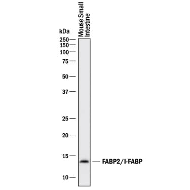 Western blot shows lysates of mouse small intestine tissue. PVDF membrane was probed with 1 µg/mL of Goat Anti-Mouse/Rat FABP2/I-FABP Antigen Affinity-purified Polyclonal Antibody (Catalog # AF1486) followed by HRP-conjugated Anti-Goat IgG Secondary Antibody (Catalog # HAF017). A specific band was detected for FABP2/I-FABP at approximately 14 kDa (as indicated). This experiment was conducted under reducing conditions and using Immunoblot Buffer Group 1.