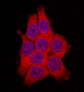 FABP2/I-FABP was detected in immersion fixed HCT-116 human colorectal carcinoma cell line using Goat Anti-Human FABP2/I-FABP Antigen Affinity-purified Polyclonal Antibody (Catalog # AF3078) at 10 µg/mL for 3 hours at room temperature. Cells were stained using the NorthernLights™ 557-conjugated Anti-Goat IgG Secondary Antibody (red; Catalog # NL001) and counterstained with DAPI (blue). Specific staining was localized to cytoplasm and nuclei.(6,7)View our protocol for Fluorescent ICC Staining of Cells on Coverslips.