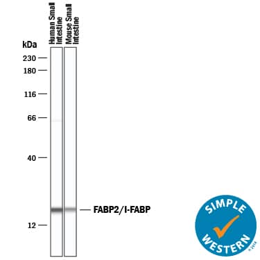 Simple Western lane view shows lysates of human small intestine tissue and mouse small intestine tissue, loaded at 0.2 mg/mL. A specific band was detected for FABP2/I-FABP at approximately 18 kDa (as indicated) using 20 µg/mL of Goat Anti-Human FABP2/I-FABP Antigen Affinity-purified Polyclonal Antibody (Catalog # AF3078) followed by 1:50 dilution of HRP-conjugated Anti-Goat IgG Secondary Antibody (Catalog # HAF019). This experiment was conducted under reducing conditions and using the 12-230 kDa separation system.