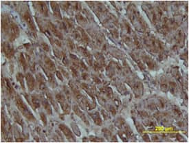 Immunohistochemistry FABP3/H-FABP Antibody [Unconjugated]