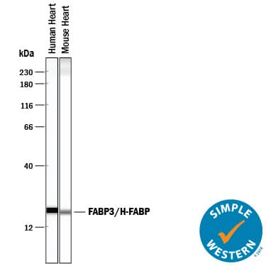 Simple Western FABP3/H-FABP Antibody [Unconjugated]