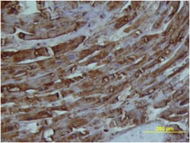 Immunohistochemistry FABP3/H-FABP Antibody (242305) [Unconjugated]