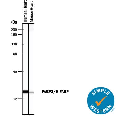 Simple Western FABP3/H-FABP Antibody (242305) [Unconjugated]