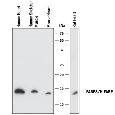 Western Blot FABP3/H-FABP Antibody (242305) [Unconjugated]