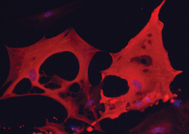 FABP4 was detected in immersion fixed mouse mesenchymal stem cell-derived adipocytes using 10 µg/mL Goat Anti-Mouse/Rat FABP4 Antigen Affinity-purified Polyclonal Antibody (Catalog # AF1443) for 3 hours at room temperature. Cells were stained with the NorthernLights™ 557-conjugated Anti-Goat IgG Secondary Antibody (red; Catalog # NL001) and counterstained with DAPI (blue). View our protocol for Fluorescent ICC Staining of Cells on Coverslips.