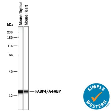 Simple Western FABP4/A-FABP Antibody [Unconjugated]
