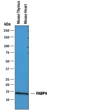 Western blot shows lysates of mouse thymus tissue and mouse heart tissue. PVDF membrane was probed with 0.25 µg/mL of Goat Anti-Mouse/Rat FABP4/A-FABP Antigen Affinity-purified Polyclonal Antibody (Catalog # AF1443) followed by HRP-conjugated Anti-Goat IgG Secondary Antibody (Catalog # HAF019). A specific band was detected for FABP4/A-FABP at approximately 14 kDa (as indicated). This experiment was conducted under reducing conditions and using Immunoblot Buffer Group 1.