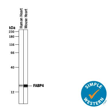 Simple Western lane view shows lysates of human heart tissue and mouse heart tissue, loaded at 0.2 mg/mL. A specific band was detected for FABP4/A-FABP at approximately 19 kDa (as indicated) using 10 µg/mL of Goat Anti-Human FABP4/A-FABP Antigen Affinity-purified Polyclonal Antibody (Catalog # AF3150) followed by 1:50 dilution of HRP-conjugated Anti-Goat IgG Secondary Antibody (Catalog # HAF109). This experiment was conducted under reducing conditions and using the 12-230 kDa separation system.