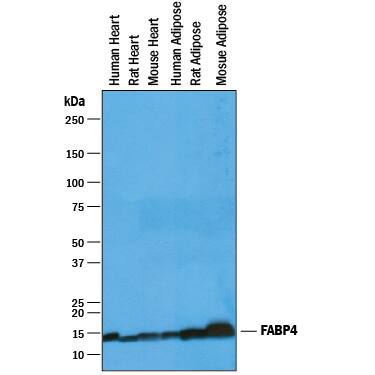 Western blot shows lysates of human heart tissue, rat heart tissue, mouse heart tissue, human adipose tissue, rat adipose tissue, and mouse adipose tissue. PVDF membrane was probed with 1 µg/mL of Goat Anti-Human FABP4/A-FABP Antigen Affinity-purified Polyclonal Antibody (Catalog # AF3150) followed by HRP-conjugated Anti-Goat IgG Secondary Antibody (HAF019). A specific band was detected for FABP4/A-FABP at approximately 14 kDa (as indicated). This experiment was conducted under reducing conditions and using Immunoblot Buffer Group 1.