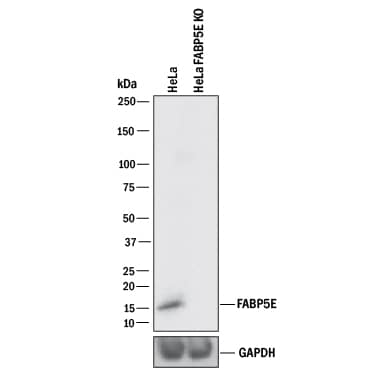 Knockout Validated FABP5/E-FABP Antibody [Unconjugated]