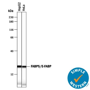 Simple Western FABP5/E-FABP Antibody [Unconjugated]