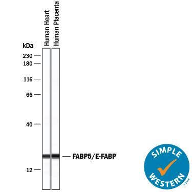 Simple Western FABP5/E-FABP Antibody [Unconjugated]