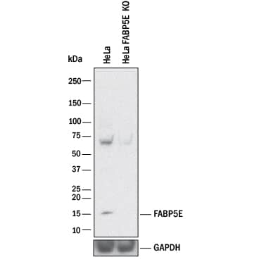 Knockout Validated FABP5/E-FABP Antibody (311215) [Unconjugated]