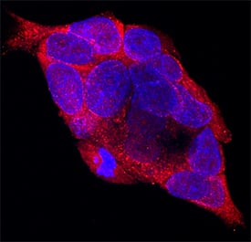 Immunocytochemistry FABP6 Antibody [Unconjugated]