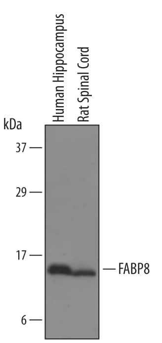 Western Blot FABP8/M-FABP/Myelin P2 Protein Antibody