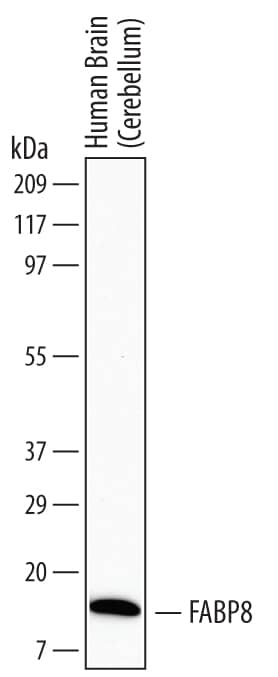Western blot shows lysates of human brain (cerebellum) tissue. PVDF Membrane was probed with 2 µg/mL of Mouse Anti-Human FABP8/M-FABP Monoclonal Antibody (Catalog # MAB5866) followed by HRP-conjugated Anti-Mouse IgG Secondary Antibody (Catalog # HAF007). A specific band was detected for FABP8/M-FABP at approximately 15 kDa (as indicated). This experiment was conducted under reducing conditions and using Immunoblot Buffer Group 1.