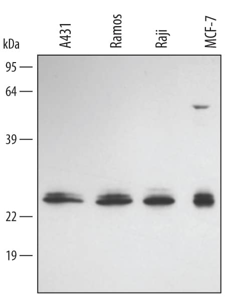 Western blot shows lysates of A431 human epithelial carcinoma cell line, Ramos and Raji human Burkitt's lymphoma cell lines, and MCF-7 human breast cancer cell line. PVDF membrane was probed with 0.5 µg/mL of Human FADD Antigen Affinity-purified Polyclonal Antibody (Catalog # AF2938) followed by HRP-conjugated Anti-Goat IgG Secondary Antibody (Catalog # HAF109). A specific band was detected for FADD at approximately 25 kDa (as indicated). This experiment was conducted under reducing conditions and using Immunoblot Buffer Group 2.