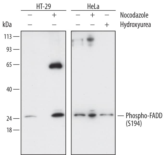 Western blot shows lysates of HT-29 human colon adenocarcinoma cell line and HeLa human cervical epithelial carcinoma cell line untreated (-) or treated (+) with 1 µg/mL nocodazole or 4 mM hydroxyurea for 20 hours. PVDF membrane was probed with 1 µg/mL of Mouse Anti-Human Phospho-FADD (S194) Monoclonal Antibody (Catalog # MAB7047) followed by HRP-conjugated Anti-Mouse IgG Secondary Antibody (Catalog # HAF007). A specific band was detected for FADD at approximately 28 kDa (as indicated). This experiment was conducted under reducing conditions and using Immunoblot Buffer Group 1.