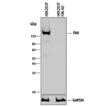 <b>Genetic Strategies Validation. </b>Western blot shows lysates of HEK293T human embryonic kidney parental cell line and FAK knockout HEK293T cell line (KO). PVDF membrane was probed with 1 µg/mL of Sheep Anti-Human/Mouse/Rat FAK Antigen Affinity-purified Polyclonal Antibody (Catalog # AF4467) followed by HRP-conjugated Anti-Sheep IgG Secondary Antibody (Catalog # HAF016). A specific band was detected for FAK at approximately 135 kDa (as indicated) in the parental HEK293T cell line, but is not detectable in knockout HEK293T cell line. GAPDH (Catalog # AF5718) is shown as a loading control. This experiment was conducted under reducing conditions and using Immunoblot Buffer Group 1.