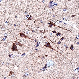 Immunohistochemistry FAM20B Antibody (1018524) [Unconjugated]
