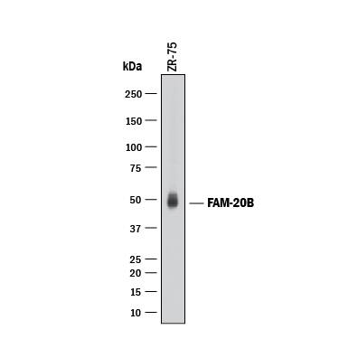 Western Blot FAM20B Antibody (1018512) [Unconjugated]