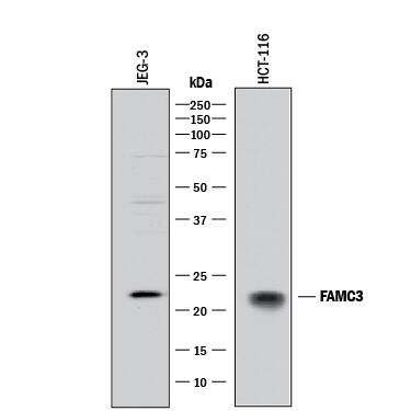 Western blot shows lysates of JEG-3 human epithelial choriocarcinoma cell line and HCT-116 human colorectal carcinoma cell line. PVDF membrane was probed with 1 µg/mL of Goat Anti-Human FAM3C Antigen Affinity-purified Polyclonal Antibody (Catalog # AF3084) followed by HRP-conjugated Anti-Goat IgG Secondary Antibody (Catalog # HAF017). A specific band was detected for FAM3C at approximately 22 kDa (as indicated). This experiment was conducted under reducing conditions and using Immunoblot Buffer Group 1.