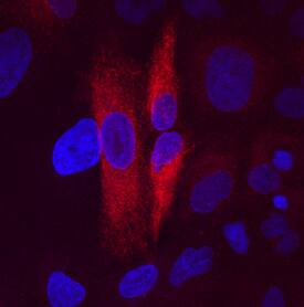 Immunocytochemistry FAM3C Antibody (438618)