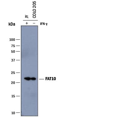 Western blot shows lysates of JY human B-lymphoblastoid cell line and COLO 205 human colorectal adenocarcinoma cell line untreated (-) or treated (+) with 100 ng/mL Recombinant Human IFN-gamma (285-IF) for 18 hours. PVDF membrane was probed with 0.5 µg/mL of Goat Anti-Human FAT10 Antigen Affinity-purified Polyclonal Antibody (Catalog # AF8408) followed by HRP-conjugated Anti-Goat IgG Secondary Antibody (HAF017). A specific band was detected for FAT10 at approximately 22 kDa (as indicated). This experiment was conducted under reducing conditions and using Immunoblot Buffer Group 1.
