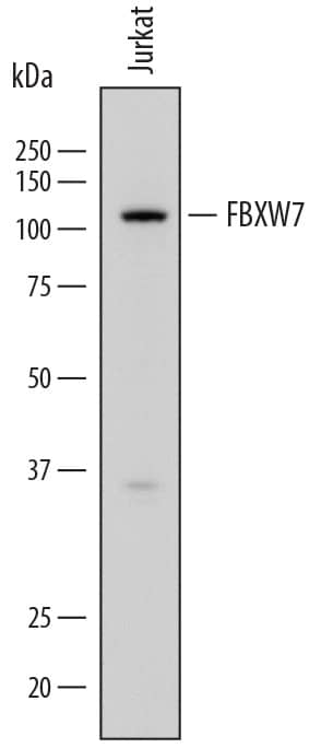 Western blot shows lysates of Jurkat human acute T cell leukemia cell line. PVDF membrane was probed with 2 µg/mL of Mouse Anti-Human FBXW7/Cdc4 Monoclonal Antibody (Catalog # MAB7776) followed by HRP-conjugated Anti-Mouse IgG Secondary Antibody (Catalog # HAF018). A specific band was detected for FBXW7/Cdc4 at approximately 110 kDa (as indicated). This experiment was conducted under reducing conditions and using Immunoblot Buffer Group 1.
