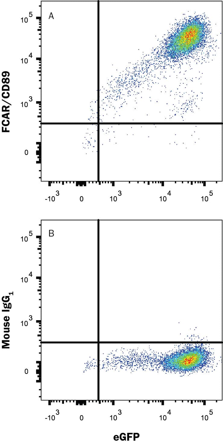 Flow Cytometry FCAR/CD89 Antibody (488032) [Unconjugated]