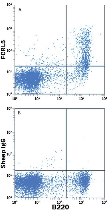 Mouse splenocytes were stained with Rat Anti-Mouse B220/CD45R APC-conjugated Monoclonal Antibody (Catalog # FAB1217A) and either (A) Sheep Anti-Mouse FCRL5 Alexa Fluor® 488-conjugated Antigen Affinity-purified Polyclonal Antibody (Catalog # FAB6757G) or (B) Normal Sheep IgG Alexa Fluor 488 Control (Catalog # IC016G). View our protocol for Staining Membrane-associated Proteins.