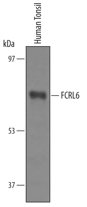Western blot shows lysates of human tonsil tissue. PVDF Membrane was probed with 1 µg/mL of Sheep Anti-Human FCRL6/FcRH6 Antigen Affinity-purified Polyclonal Antibody (Catalog # AF6284) followed by HRP-conjugated Anti-Sheep IgG Secondary Antibody (Catalog # <a class=