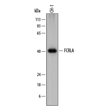 Western blot shows lysates of CH-1 mouse B cell lymphoma cell line. PVDF membrane was probed with 1 µg/mL of Sheep Anti-Mouse FCRLA Antigen Affinity-purified Polyclonal Antibody (Catalog # AF7905) followed by HRP-conjugated Anti-Sheep IgG Secondary Antibody (Catalog # HAF016). A specific band was detected for FCRLA at approximately 40-45 kDa (as indicated). This experiment was conducted under reducing conditions and using Immunoblot Buffer Group 1.