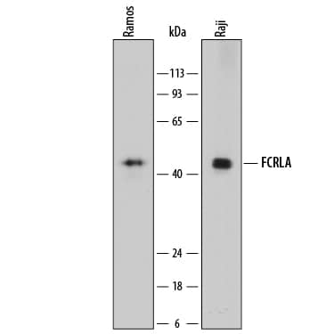 Western blot shows lysates of Ramos human Burkitt's lymphoma cell line and Raji human Burkitt's lymphoma cell line. PVDF membrane was probed with 0.1 µg/mL of Sheep Anti-Human FCRLA Antigen Affinity-purified Polyclonal Antibody (Catalog # AF7965) followed by HRP-conjugated Anti-Sheep IgG Secondary Antibody (Catalog # HAF016). A specific band was detected for FCRLA at approximately 44 kDa (as indicated). This experiment was conducted under reducing conditions and using Immunoblot Buffer Group 1.