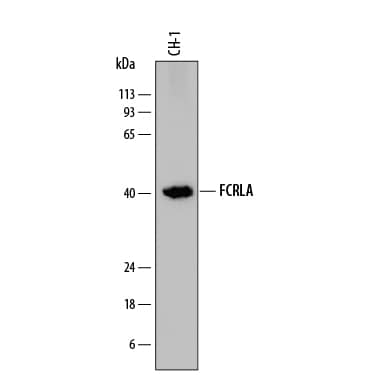 Western Blot FCRLA/FCRLM1 Antibody (865910) [Unconjugated]