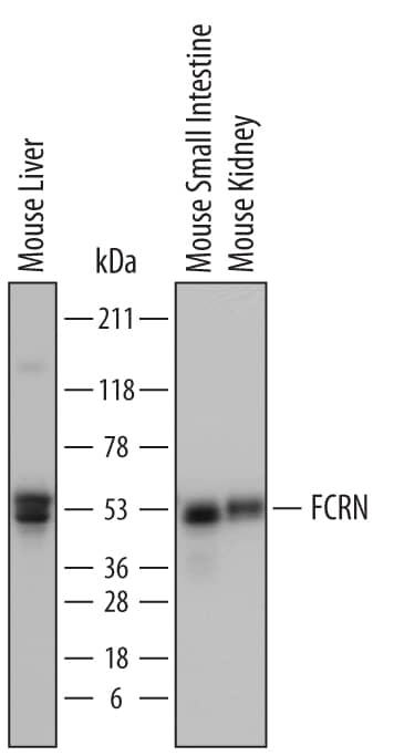 Western Blot FCRN/FCGRT Antibody [Unconjugated]