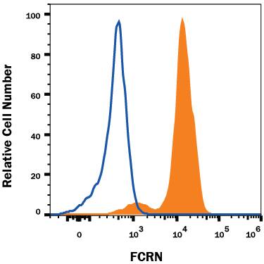 U937 human histiocytic lymphoma cell line was stained with Mouse Anti-Human FCRN Alexa Fluor® 647-conjugated Monoclonal Antibody (Catalog # IC8639R, filled histogram) or isotype control antibody (Catalog # IC0041R, open histogram). To facilitate intracellular staining, cells were fixed and permeabilized with FlowX FoxP3 Fixation & Permeabilization Buffer Kit (Catalog # FC012). View our protocol for Staining Intracellular Molecules.