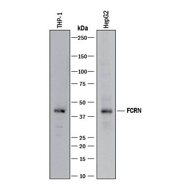 Western blot shows lysates of THP-1 human acute monocytic leukemia cell line and HepG2 human hepatocellular carcinoma cell line. PVDF membrane was probed with 5 µg/mL of Mouse Anti-Human FCRN Monoclonal Antibody (Catalog # MAB8639) followed by HRP-conjugated Anti-Mouse IgG Secondary Antibody (Catalog # HAF018). A specific band was detected for FCRN at approximately 40 kDa (as indicated). This experiment was conducted under reducing conditions and using Immunoblot Buffer Group 3.