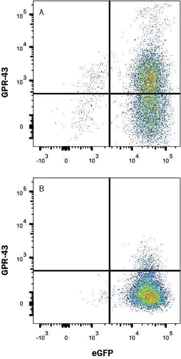 HEK293 human embryonic kidney cell line transfected with (A) human FFAR2/GPR43 or (B) irrelevant transfectants and eGFP was stained with Mouse Anti-Human FFAR2/GPR43 Monoclonal Antibody (Catalog # MAB10082) followed by APC-conjugated Anti-Mouse IgG Secondary Antibody (Catalog # F0101B). Quadrant markers were set based on control antibody staining (Catalog # MAB0041). View our protocol for Staining Membrane-associated Proteins.