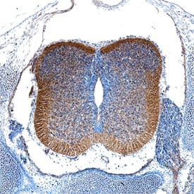 Immunohistochemistry FGF-10 Antibody [Unconjugated]