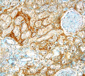 Immunohistochemistry FGF-17 Antibody (121630)