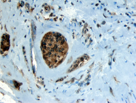 Immunohistochemistry FGF-4 Antibody [Unconjugated]