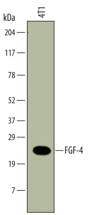 Western blot shows lysates of 4T1 mouse breast cancer cell line. PVDF membrane was probed with 1 µg/mL of Rat Anti-Mouse FGF-4 Monoclonal Antibody (Catalog # MAB58461) followed by HRP-conjugated Anti-Rat IgG Secondary Antibody (Catalog # HAF005). A specific band was detected for FGF-4 at approximately 22 kDa (as indicated). This experiment was conducted under reducing conditions and using Immunoblot Buffer Group 1.